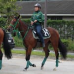 【競馬】ウオッカ産駒の馬名「タニノミッション」に決定。ゲート試験一発合格！