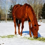【競馬】デジタル、グラス、ゴルシ…雪景色の中の引退馬たちがカワエエ