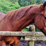 【競馬】馬は嗅覚以外に聴覚も優れているの？