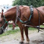 【ウマ娘】馬という生物が存在しない世界で馬車はどんな扱いになっているのか？