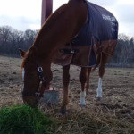 【競馬】生牧草を食べる競走馬たちの癒し映像！フルネームの馬着が可愛い