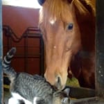 【競馬】馬と猫は仲良し！でも例外もあるから気をつけて…