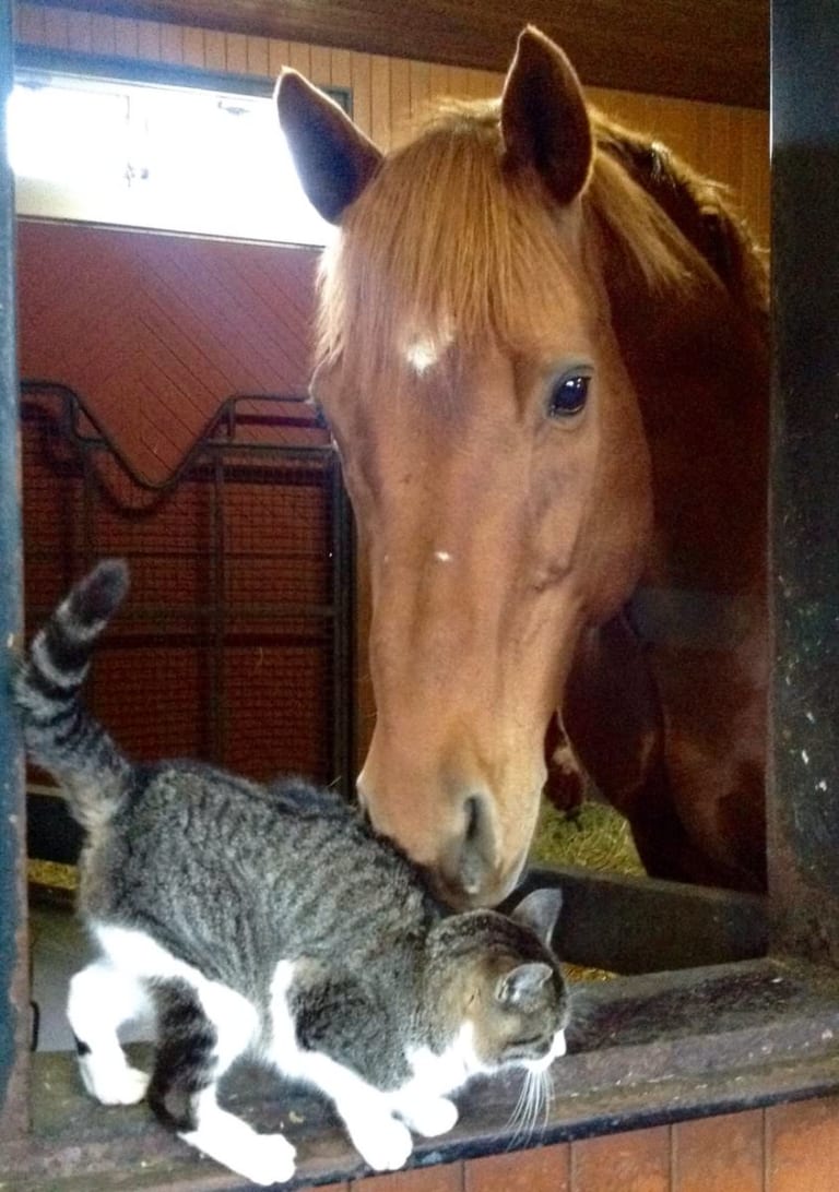 【競馬】馬と猫は仲良し！でも例外もあるから気をつけて… ウマ娘攻略まとめ速報