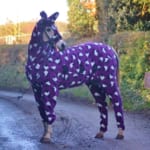 【競馬】馬の全身パジャマ姿が可愛すぎる件