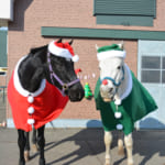 【競馬】にいかっぷホロシリ乗馬クラブの馬サンタ＆猫サンタがめっちゃカワエエ