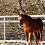 【競馬】アグネスデジタル、食が細くなった影響か身体が心配…どうか長生きしてほしい