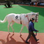 【競馬】サンデーサイレンス産駒の奇跡の白馬シラユキヒメとはどんなウマ？