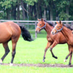 【競馬】繁殖牝馬によって異なるそれぞれの子育て方針とは？