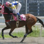 【競馬】負けてる馬は多くいるけどハルウララは何故これほど注目を集めて有名になったのだろう？