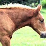 【競馬】青森の尻屋崎にいる寒立馬というお馬さんの姿に癒される…