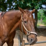 【競馬】いつかお馬さんに乗ってみたい！気軽に乗れるのかな？